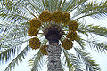 Thumbnail for version as of 22:36, 30 May 2011