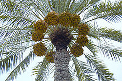 Sharjah-palm-forWeb.jpg